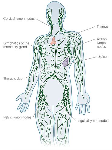 Ways to Support Your Lymph System – Dr. Mama Madison